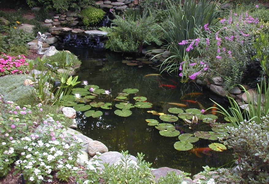 koi pond waterlilies